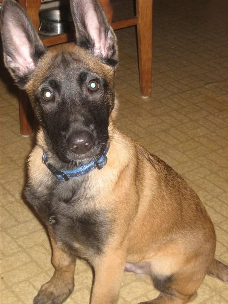 Malinois Champ de coesi billede 2