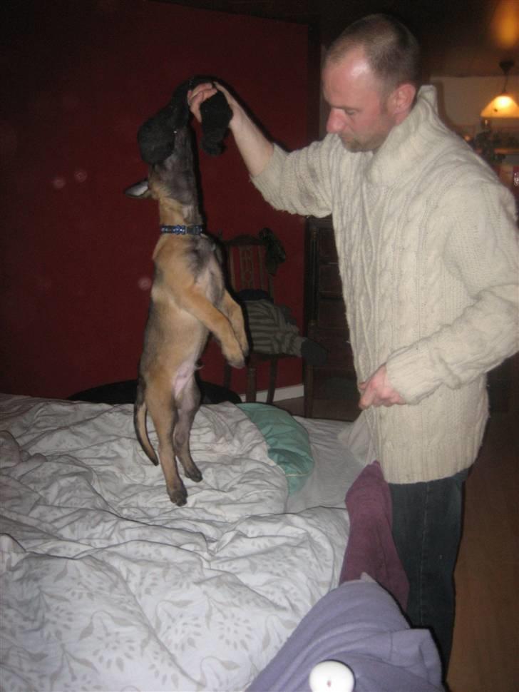 Malinois Champ de coesi billede 3