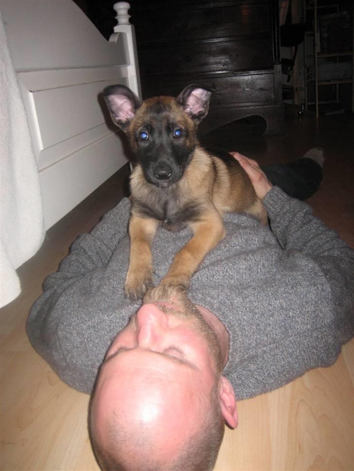 Malinois Champ de coesi billede 5