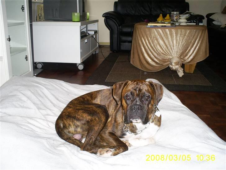Boxer Kenzo - her ses kenzo da han er år gammel, ligger og sover billede 9