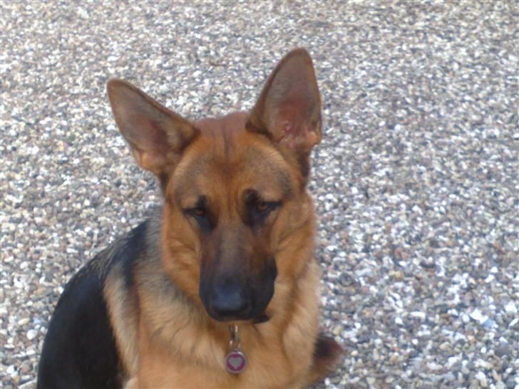 Schæferhund Soffy - min smukke hund soffy billede 1