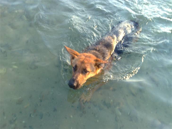 Schæferhund Soffy - soffy prøver at svømme for første gang billede 2