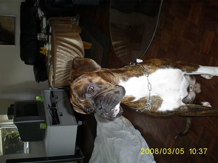 Boxer Kenzo billede 10