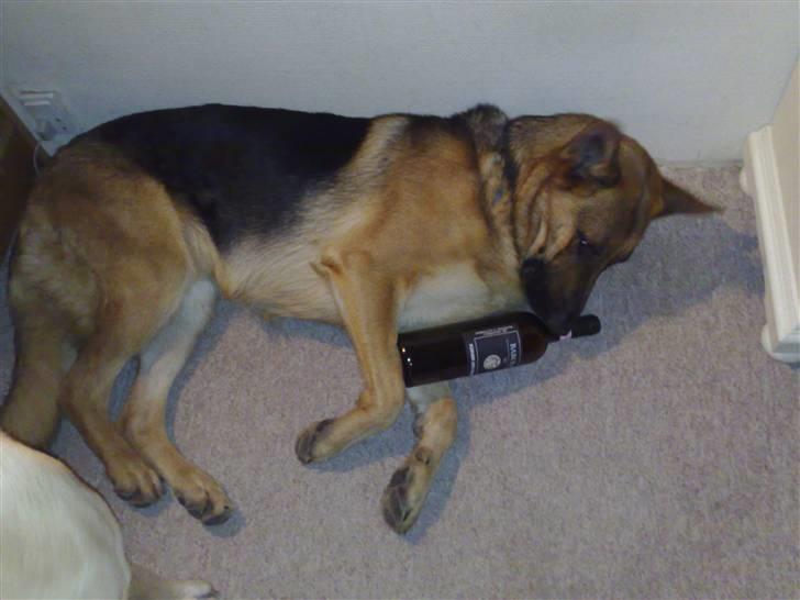 Schæferhund Soffy - orj soffy blev lige lidt tørstig :) hih billede 3