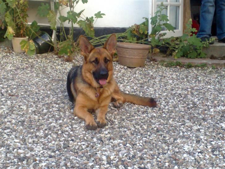 Schæferhund Soffy - er hun ikk bare dejlig billede 4