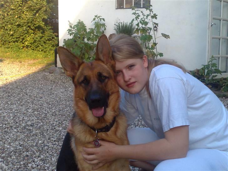 Schæferhund Soffy - mig og min lille hund soffy  billede 5