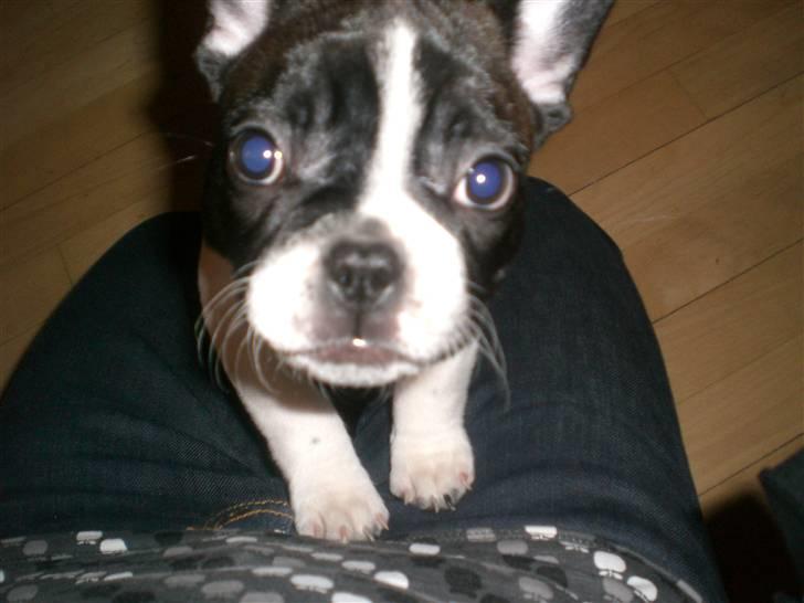 Fransk bulldog Knud - Knud på tæt hold billede 2