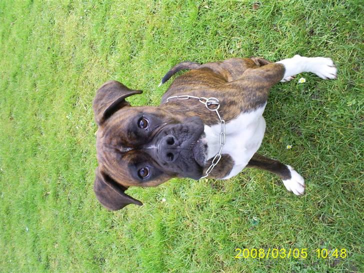 Boxer Kenzo - her er vi ude i haven billede 11