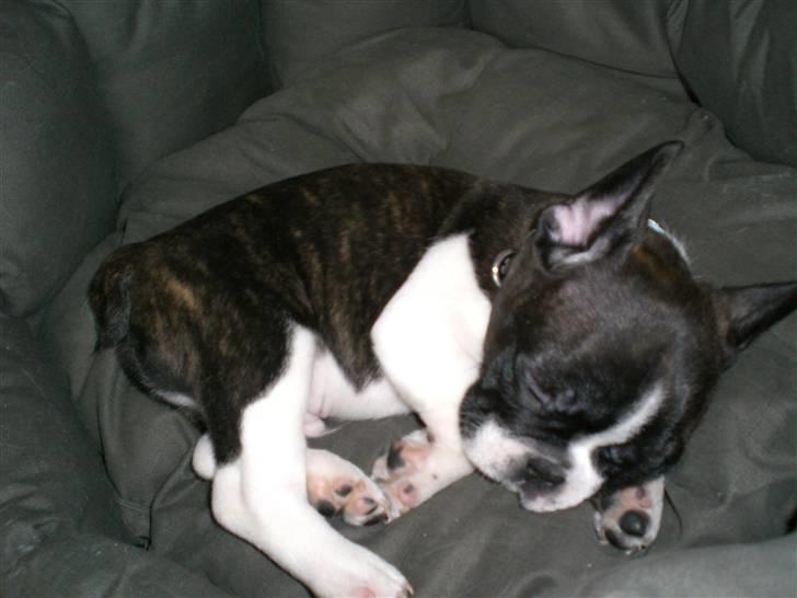 Fransk bulldog Knud - En lille lur skal der til, i ny og næ... billede 3