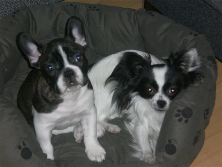 Fransk bulldog Knud - Hygge i samme kurv. billede 4