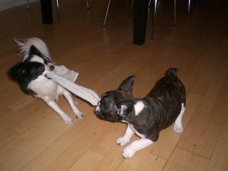 Fransk bulldog Knud - Dele lege tøj kan de også :D billede 5