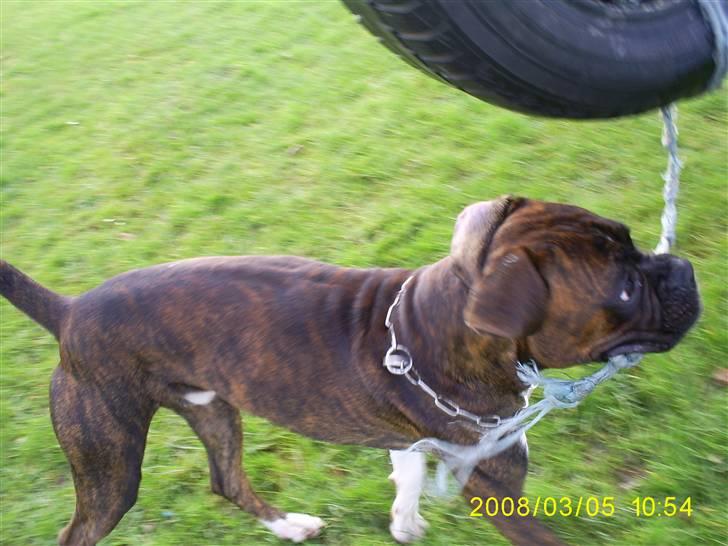 Boxer Kenzo - her ses lille mand i fuld gang med at lege på legepladsen med et dæk. billede 12