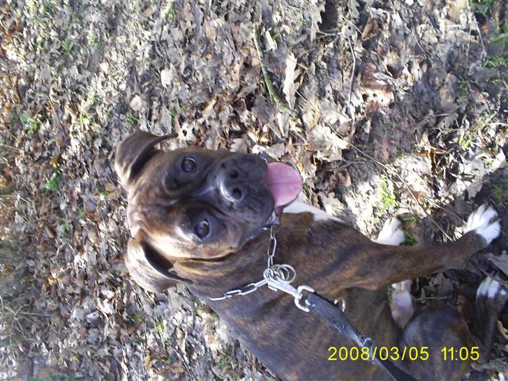 Boxer Kenzo - her ses han efter en god gang legning. billede 13