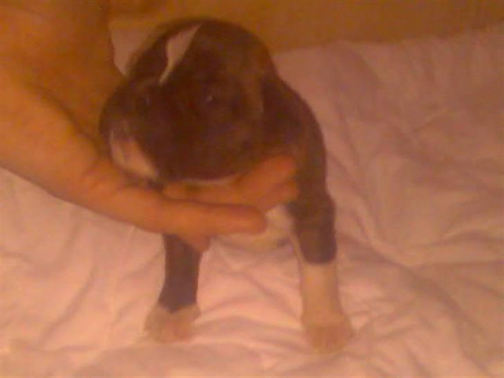 Boxer Kenzo - første gang vi var oppe for at vælge ham, havde lige fået øjne, er han ikke kær? billede 14