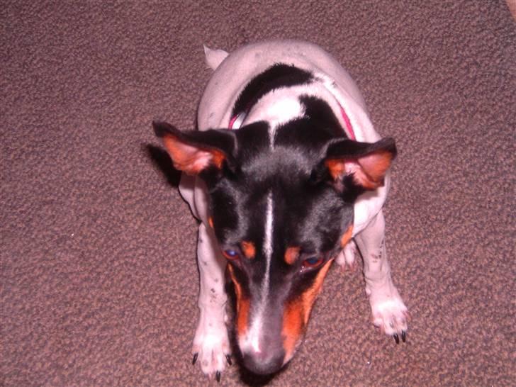 Dansk svensk gaardhund Trille billede 2