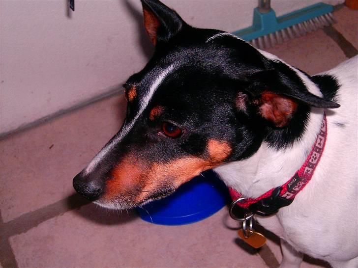 Dansk svensk gaardhund Trille billede 3