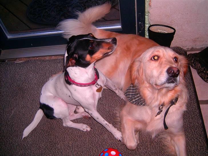 Dansk svensk gaardhund Trille billede 4