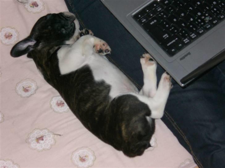 Fransk bulldog Knud - Endnu en lille lur, der er så dejlig varmt ved computeren. billede 6