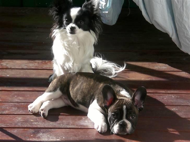 Fransk bulldog Knud - Lidt solbadning. billede 7