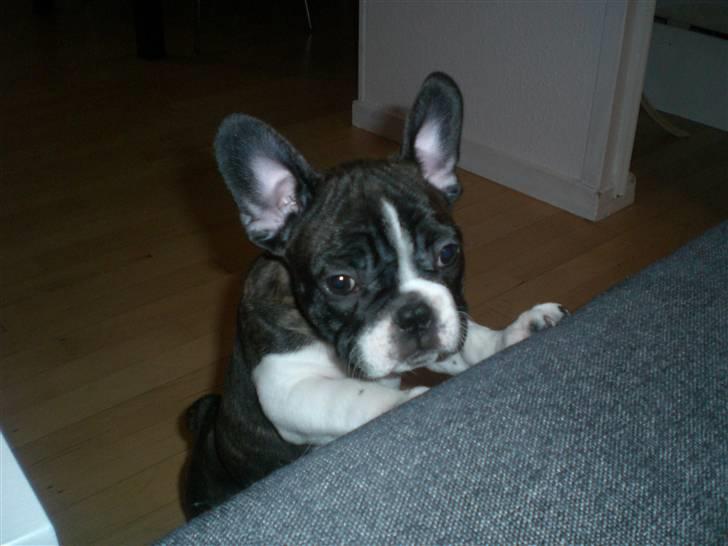 Fransk bulldog Knud - Hey, må jeg ikke komme op!? billede 8