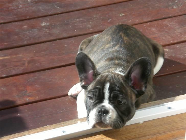 Fransk bulldog Knud - Lidt mere sol :D billede 9