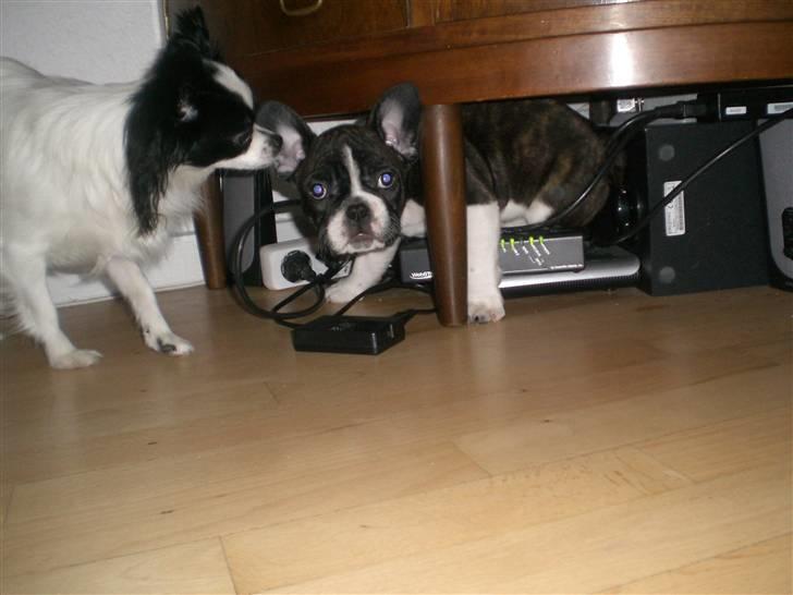 Fransk bulldog Knud billede 10