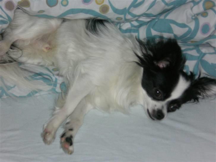 Blanding af racer Egon - En lille lur. billede 10