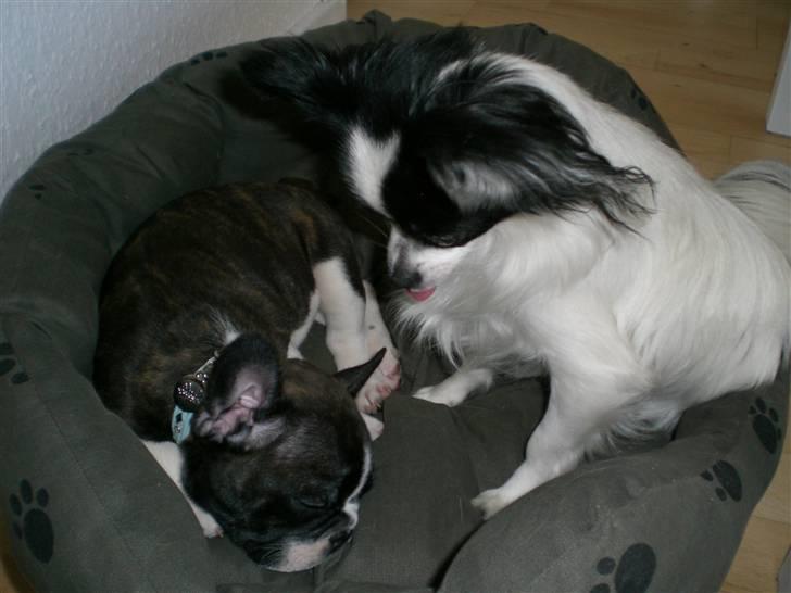 Blanding af racer Egon - Kigger på sin nye bror :D billede 11