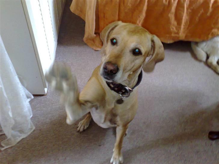 Blanding af racer Maisie billede 1