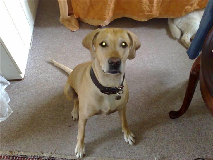 Blanding af racer Maisie billede 3