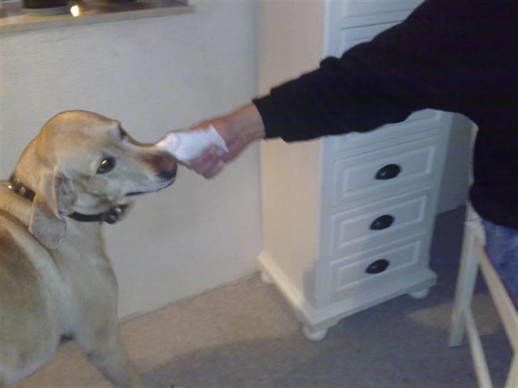 Blanding af racer Maisie billede 4