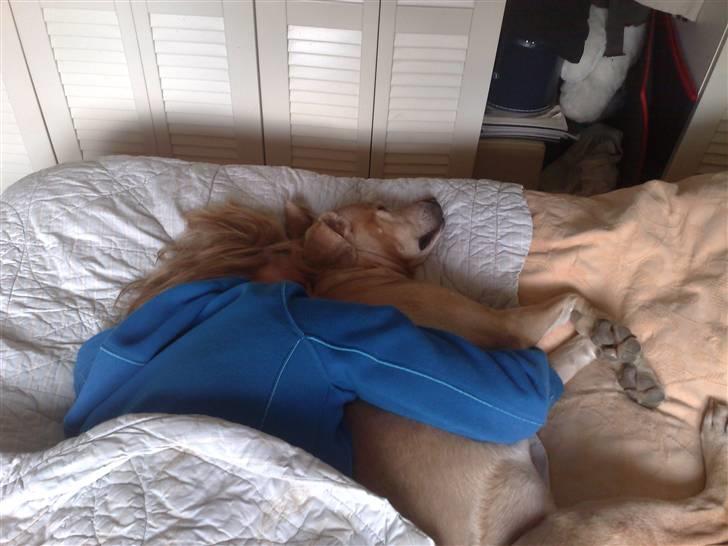 Blanding af racer Maisie billede 5