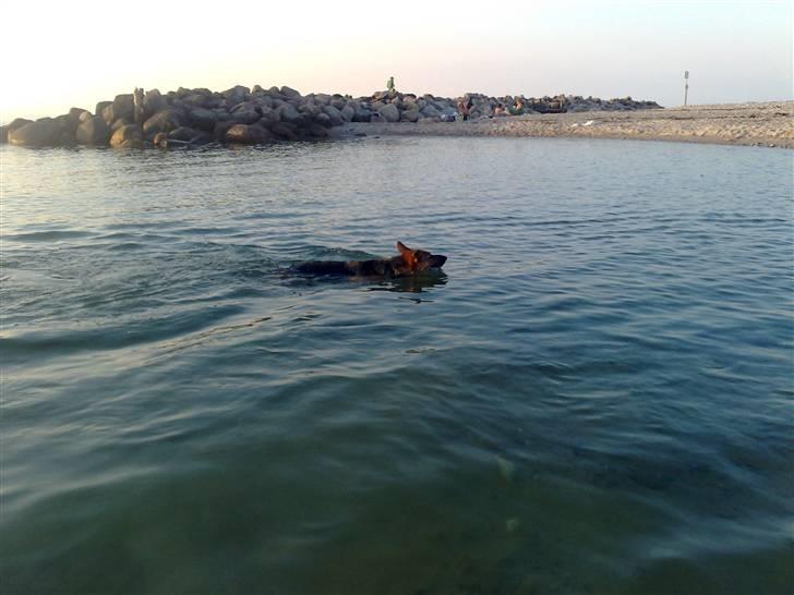 Schæferhund Soffy - hun er en super svømmer  billede 6