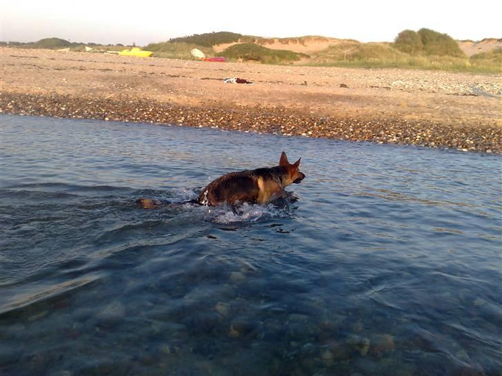 Schæferhund Soffy - hihi hun er helt vild med vand billede 7