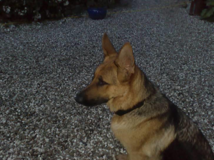 Schæferhund Soffy - en vinter aften billede 8