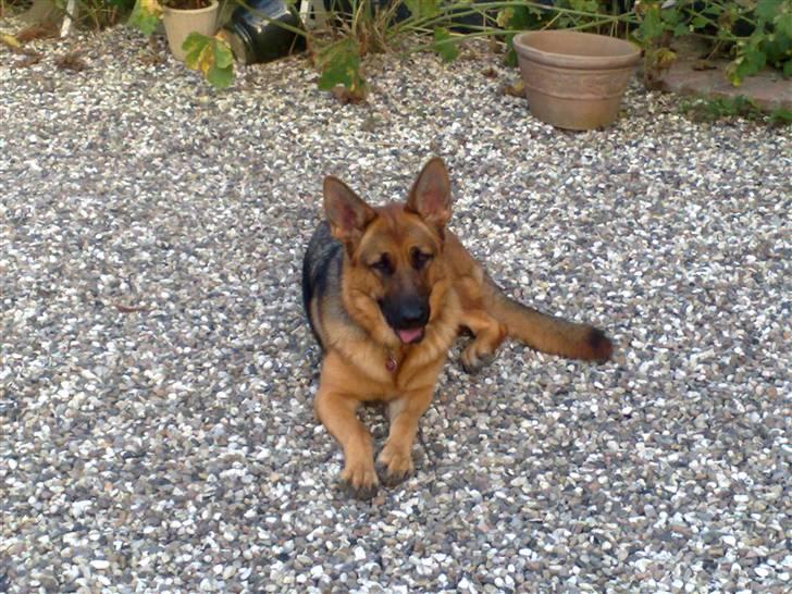 Schæferhund Soffy - hun ligger bare og kigger billede 9