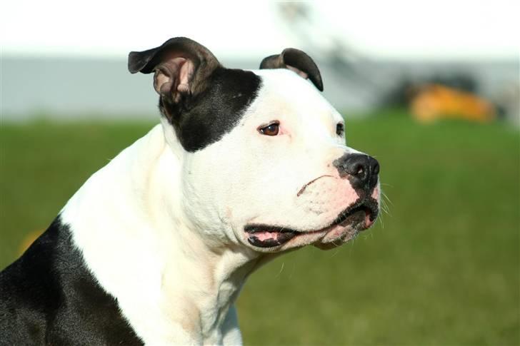 Amerikansk staffordshire terrier Milo - Www.Soegaarde.dk billede 6