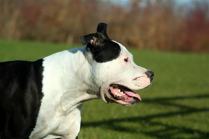 Amerikansk staffordshire terrier Milo - Www.Soegaarde.dk billede 7