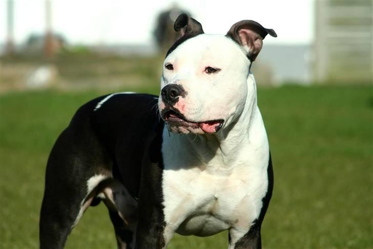 Amerikansk staffordshire terrier Milo - Www.Soegaarde.dk billede 8