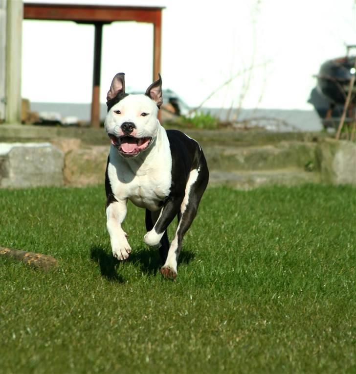 Amerikansk staffordshire terrier Milo - Www.Soegaarde.dk billede 9