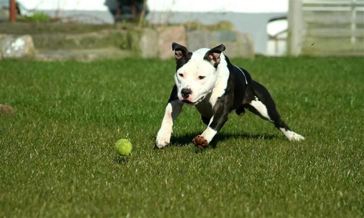 Amerikansk staffordshire terrier Milo - Www.Soegaarde.dk billede 10