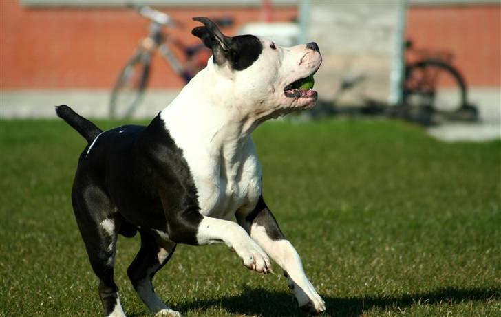 Amerikansk staffordshire terrier Milo - Www.Soegaarde.dk billede 11