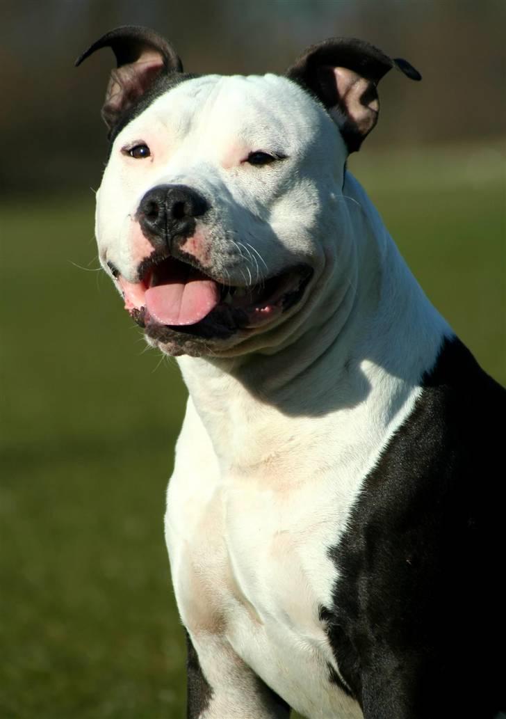 Amerikansk staffordshire terrier Milo - Www.Soegaarde.dk billede 12