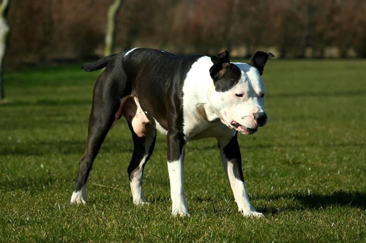 Amerikansk staffordshire terrier Milo - Www.Soegaarde.dk billede 13