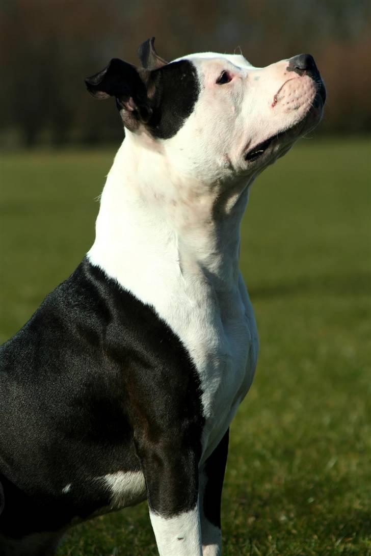 Amerikansk staffordshire terrier Milo - Www.Soegaarde.dk billede 14