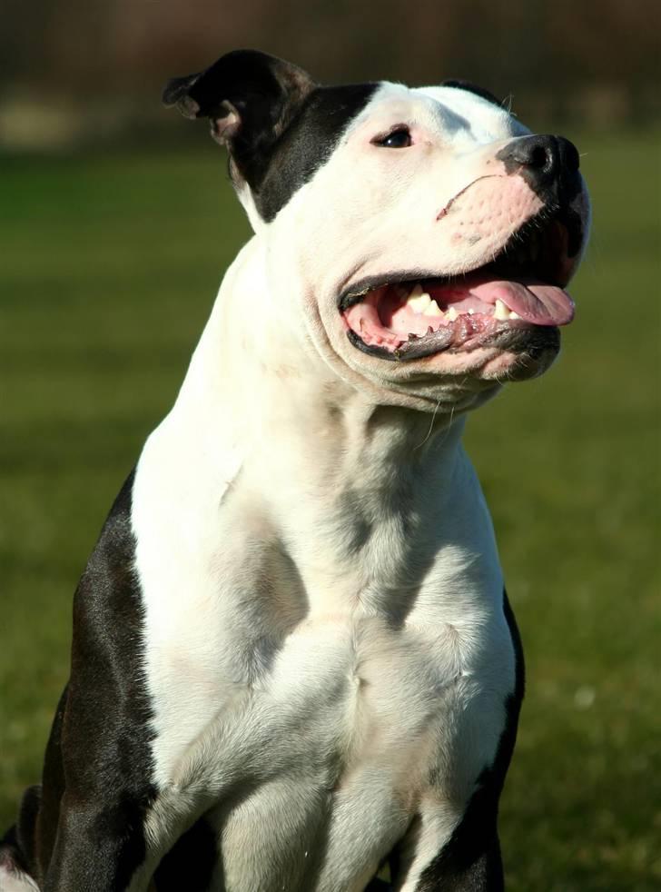 Amerikansk staffordshire terrier Milo - Www.Soegaarde.dk billede 15