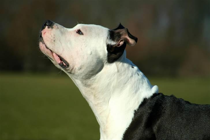 Amerikansk staffordshire terrier Milo - Www.Soegaarde.dk billede 16