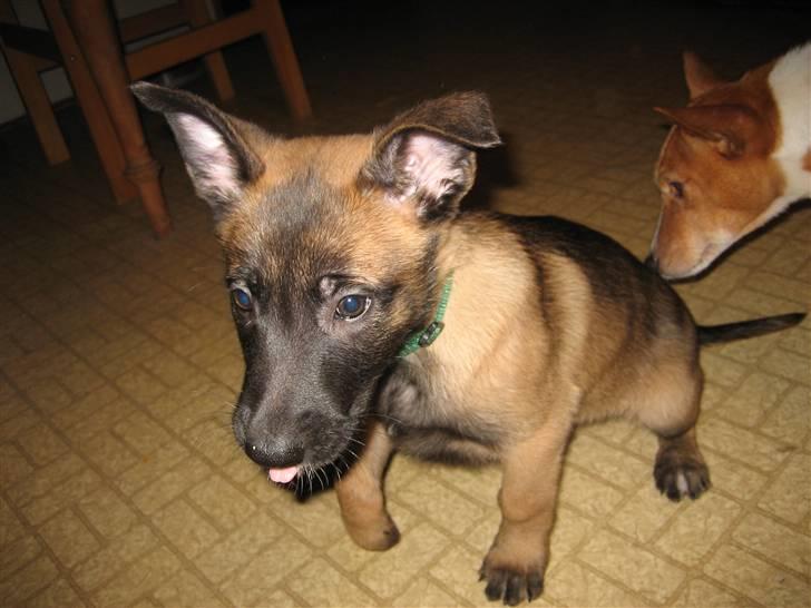 Malinois Champ de coesi billede 6