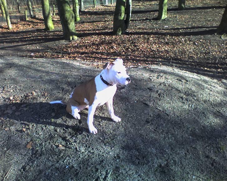 Amerikansk staffordshire terrier Kila billede 14