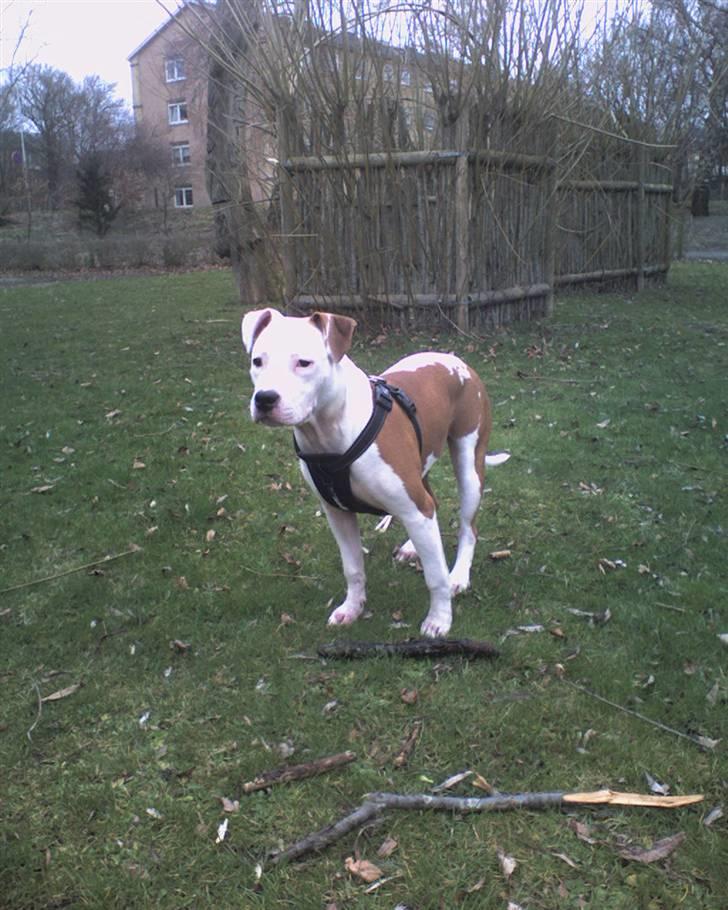 Amerikansk staffordshire terrier Kila billede 15